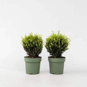 Plant in a Box Jenny - Houx Japonais - 30-40cm - Vert - Pot 17cm - Persistant - Forme sphérique - Publicité Plant in a Box Jenny - Houx Japonais - 30-40cm - Vert - Pot 17cm - Persistant - Forme sphérique - Publicité