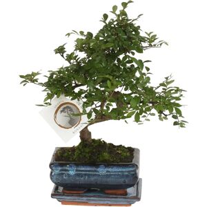 Plant in a Box Zelkova serrata - Vert - Bonsai - Publicité Plant in a Box Zelkova serrata - Vert - Bonsai - Publicité