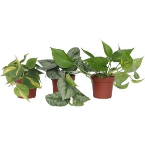 Plant in a Box Plante Cœur - Philodendron, Epipremnum - Hauteur 25-40cm - Vert - Type de plante - Publicité Plant in a Box Plante Cœur - Philodendron, Epipremnum - Hauteur 25-40cm - Vert - Type de plante - Publicité