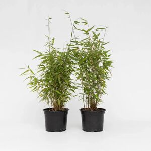 Plant in a Box Fargesia 'Dragon Rouge' - Plante de bambou - 60-80cm - Publicité Plant in a Box Fargesia 'Dragon Rouge' - Plante de bambou - 60-80cm - Publicité