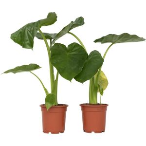 Alocasia Macrorrhizos - Plante tropicale d'intérieur - 60-70cm - Vert - Publicité Alocasia Macrorrhizos - Plante tropicale d'intérieur - 60-70cm - Vert - Publicité