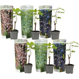 Plant in a Box Vitis vinifera - 6 pièces - Hauteur 25-40cm - Publicité Plant in a Box Vitis vinifera - 6 pièces - Hauteur 25-40cm - Publicité