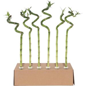 Marque - Modèle Bambou Porte-Bonheur - 12 pièces - Plante d'intérieur faible luminosité - Publicité Marque - Modèle Bambou Porte-Bonheur - 12 pièces - Plante d'intérieur faible luminosité - Publicité
