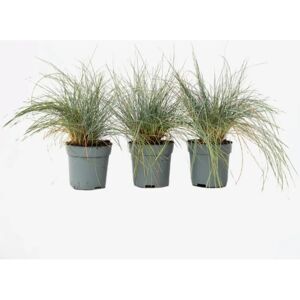 Plant in a Box Elijah Blue - Couverture résistante à la sécheresse - Publicité Plant in a Box Elijah Blue - Couverture résistante à la sécheresse - Publicité
