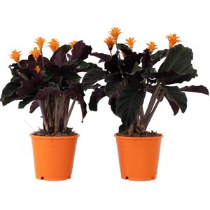 Calathea Crocata Tassmania - Plante d'intérieur - 40-50cm - Orange - Pot 14cm - Persistante - Purificateur d'air - Publicité Calathea Crocata Tassmania - Plante d'intérieur - 40-50cm - Orange - Pot 14cm - Persistante - Purificateur d'air - Publicité