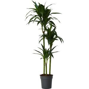 Plante en Boîte Dracaena Fragrans Janet Craig - 140-150cm - Pot 24cm - Plante d'intérieur - Publicité Plante en Boîte Dracaena Fragrans Janet Craig - 140-150cm - Pot 24cm - Plante d'intérieur - Publicité