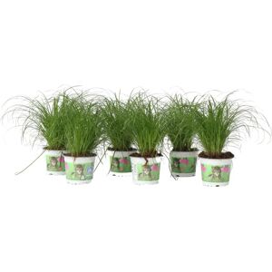 Plante pour Chat en Boîte - Cyperus - Hauteur 30-40cm - Pot 12cm - Sécurité pour les Chats - Publicité Plante pour Chat en Boîte - Cyperus - Hauteur 30-40cm - Pot 12cm - Sécurité pour les Chats - Publicité