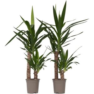 Plant in a Box Yucca Elephantipes - Palmier d'intérieur - 70-80cm - Vert - Publicité Plant in a Box Yucca Elephantipes - Palmier d'intérieur - 70-80cm - Vert - Publicité