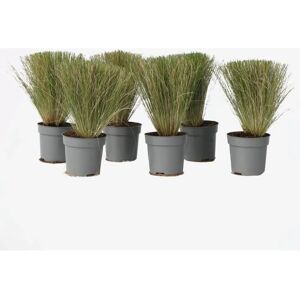 Plant in a Box Herbe mexicaine à plumes - Pony Tails - 20-30cm - Vert - Herbe ornementale - Publicité Plant in a Box Herbe mexicaine à plumes - Pony Tails - 20-30cm - Vert - Herbe ornementale - Publicité