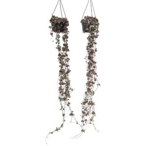 Plant in a Box Ceropegia Woodii - Ensemble de 2 - Plante suspendue - Pot 14cm - Rose - Publicité Plant in a Box Ceropegia Woodii - Ensemble de 2 - Plante suspendue - Pot 14cm - Rose - Publicité