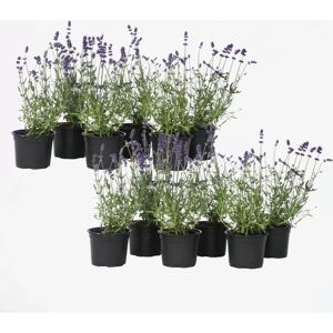 Plant in a Box Lavande - 12 pcs - Lavandula angustifolia - Hauteur 10-15cm - Violet - Plante de jardin - Publicité Plant in a Box Lavande - 12 pcs - Lavandula angustifolia - Hauteur 10-15cm - Violet - Plante de jardin - Publicité