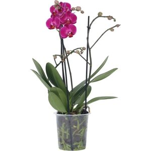 Plant in a Box Phalaenopsis Multiflora - Violet - Pot 12cm - Hauteur 35-45cm - Orchidée - Publicité Plant in a Box Phalaenopsis Multiflora - Violet - Pot 12cm - Hauteur 35-45cm - Orchidée - Publicité