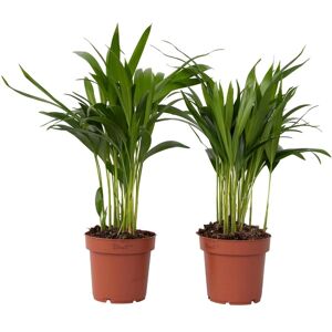 Plant in a Box Palmier Areca 'Bâton d'Or' - 2 pcs. - 30-45cm - Vert - Publicité Plant in a Box Palmier Areca 'Bâton d'Or' - 2 pcs. - 30-45cm - Vert - Publicité
