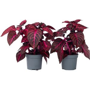 Plant in a Box Iresine Herbstii - Ensemble de 2 - Plante d'intérieur - Pot 13cm - Hauteur 20-30cm - Publicité Plant in a Box Iresine Herbstii - Ensemble de 2 - Plante d'intérieur - Pot 13cm - Hauteur 20-30cm - Publicité