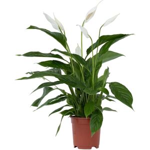 Plant in a Box Lis de la Paix - Blanc - 60-75cm - Plante d'intérieur - Publicité Plant in a Box Lis de la Paix - Blanc - 60-75cm - Plante d'intérieur - Publicité