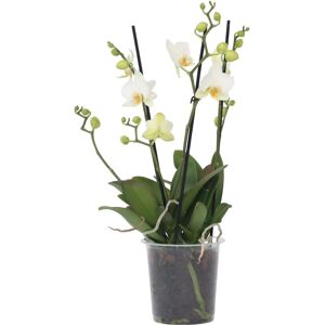 Plant in a Box Phalaenopsis Multiflora Blanche - Orchidée 12cm Pot - Publicité Plant in a Box Phalaenopsis Multiflora Blanche - Orchidée 12cm Pot - Publicité