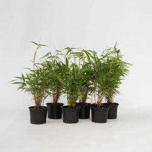 Plant in a Box Fargesia rufa - Lot de 6 - Bambou vert - Pot 13cm - Hauteur 25-40cm - Plante de jardin - Publicité Plant in a Box Fargesia rufa - Lot de 6 - Bambou vert - Pot 13cm - Hauteur 25-40cm - Plante de jardin - Publicité