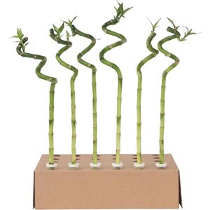 Plant in a Box Dracaena sanderiana - 6 Bambou porte-bonheur - 40-50cm - Publicité Plant in a Box Dracaena sanderiana - 6 Bambou porte-bonheur - 40-50cm - Publicité
