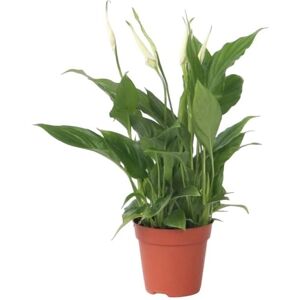 Plant in a Box Torelli Lys de la Paix Blanc - 30-45cm - Pot 12cm - Publicité Plant in a Box Torelli Lys de la Paix Blanc - 30-45cm - Pot 12cm - Publicité