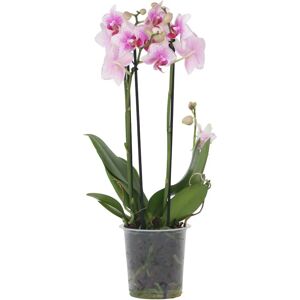 Plant in a Box Phalaenopsis Multiflora Rose - Orchidée - Publicité Plant in a Box Phalaenopsis Multiflora Rose - Orchidée - Publicité