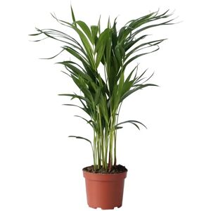 Plant in a Box Dypsis lutescens - Vert - 60-70cm - Palmier d'intérieur - Publicité Plant in a Box Dypsis lutescens - Vert - 60-70cm - Palmier d'intérieur - Publicité