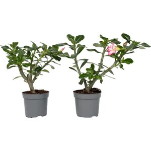 Plant in a Box Adenium obesum - Rose du désert - 30-45cm - Pot 13cm - Publicité Plant in a Box Adenium obesum - Rose du désert - 30-45cm - Pot 13cm - Publicité