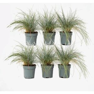 Plant in a Box Kostrzewa bleue - 10-15cm - 9cm Pot - Plante couvre-sol - Publicité Plant in a Box Kostrzewa bleue - 10-15cm - 9cm Pot - Plante couvre-sol - Publicité