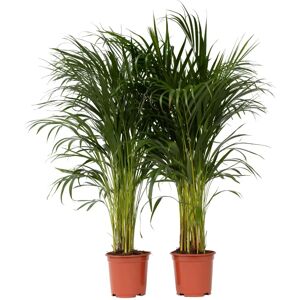 Plant in a Box Palmier areca 'Golden Cane' - 2 pcs. - Dypsis lutescens - Hauteur 100-120cm - 21cm - Plante - Publicité Plant in a Box Palmier areca 'Golden Cane' - 2 pcs. - Dypsis lutescens - Hauteur 100-120cm - 21cm - Plante - Publicité
