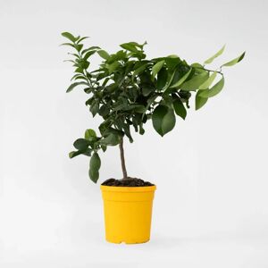 Plant in a Box Citronnier - Citrus limon - Hauteur 60-70cm - Publicité Plant in a Box Citronnier - Citrus limon - Hauteur 60-70cm - Publicité