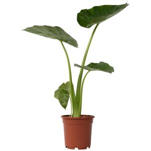 Plant in a Box Oreille d'éléphant - Alocasia 'Macrorrhizos' - Hauteur 60-70cm - Vert 17cm - Plante d'intérieur - Publicité Plant in a Box Oreille d'éléphant - Alocasia 'Macrorrhizos' - Hauteur 60-70cm - Vert 17cm - Plante d'intérieur - Publicité