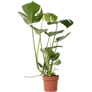 Plant in a Box Monstera deliciosa - Vert - 50-60cm - Plante d'intérieur - Publicité Plant in a Box Monstera deliciosa - Vert - 50-60cm - Plante d'intérieur - Publicité