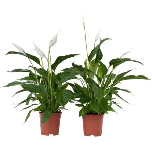 Plant in a Box Lis de la Paix - 2 pièces - Blanc - Hauteur 60-75cm - Pot 17cm - Plante d'intérieur - Publicité Plant in a Box Lis de la Paix - 2 pièces - Blanc - Hauteur 60-75cm - Pot 17cm - Plante d'intérieur - Publicité