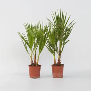Plant in a Box Washingtonia robuste - Vert clair - 50-60cm - Pot 15cm - Palmier - Publicité Plant in a Box Washingtonia robuste - Vert clair - 50-60cm - Pot 15cm - Palmier - Publicité
