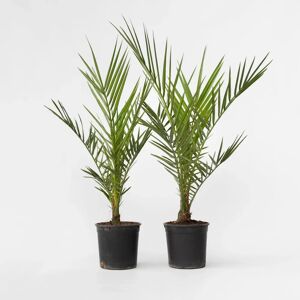 Plant in a Box Phoenix canariensis - Vert - 50-60cm - Palmier - Publicité Plant in a Box Phoenix canariensis - Vert - 50-60cm - Palmier - Publicité