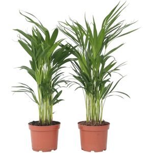 Ensemble de Palmiers Areca Dypsis lutescens - Intérieur 60-70cm - Pot 17cm - Publicité Ensemble de Palmiers Areca Dypsis lutescens - Intérieur 60-70cm - Pot 17cm - Publicité