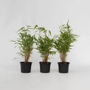 Plant in a Box Fargesia Rufa - Ensemble de 3 - Bambou non invasif - Pot 13cm - Hauteur 25-40cm - Plante de jardin - Publicité Plant in a Box Fargesia Rufa - Ensemble de 3 - Bambou non invasif - Pot 13cm - Hauteur 25-40cm - Plante de jardin - Publicité