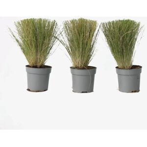 Plant in a Box Pony Tails Herbe Ornementale - Vert - 20-30cm - Publicité Plant in a Box Pony Tails Herbe Ornementale - Vert - 20-30cm - Publicité