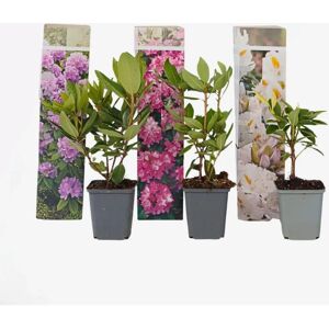 Marque Rhododendron - 3 pièces - Violet, Blanc, Rose, 25-40cm - Plante en boîte - Publicité Marque Rhododendron - 3 pièces - Violet, Blanc, Rose, 25-40cm - Plante en boîte - Publicité