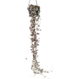 Plant in a Box Ceropegia Woodii - Plante Suspendue Cœur - Pot 14cm - Publicité Plant in a Box Ceropegia Woodii - Plante Suspendue Cœur - Pot 14cm - Publicité