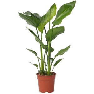 Plant in a Box Strelitzia nicolai - Hauteur 55-70cm - Pot 17cm - Fleurs exotiques - Amoureux du soleil - Publicité Plant in a Box Strelitzia nicolai - Hauteur 55-70cm - Pot 17cm - Fleurs exotiques - Amoureux du soleil - Publicité