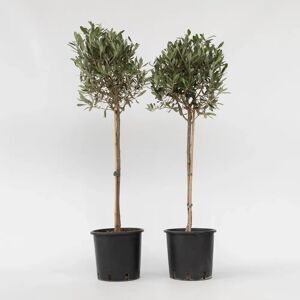 Olivier - 90-100cm, Pot 21cm, Vert - Plant in a Box - Publicité Olivier - 90-100cm, Pot 21cm, Vert - Plant in a Box - Publicité