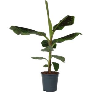 Plant in a Box Musa Dwarf Cavendish - Hauteur 90-100cm - Vert - Publicité Plant in a Box Musa Dwarf Cavendish - Hauteur 90-100cm - Vert - Publicité