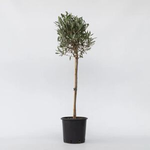 Olea europaea - Olivier - Vert - Hauteur 90-100cm - Pot 21cm - Publicité Olea europaea - Olivier - Vert - Hauteur 90-100cm - Pot 21cm - Publicité