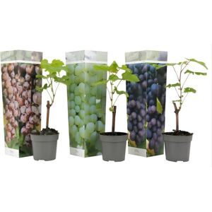 Brand Vitis vinifera - 3 plants de raisin avec variétés - 25-40cm - Jaune - Publicité Brand Vitis vinifera - 3 plants de raisin avec variétés - 25-40cm - Jaune - Publicité