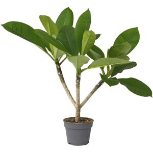 Plant in a Box Plumeria Hawaii - Frangipani - 45-55cm - Pink - Publicité Plant in a Box Plumeria Hawaii - Frangipani - 45-55cm - Pink - Publicité