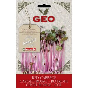 Graines Geo Pourpre Rouge - Germination de Brocoli - Graines - Publicité Graines Geo Pourpre Rouge - Germination de Brocoli - Graines - Publicité