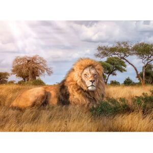 Clementoni The King Puzzle de 1000 pièces - Animaux Clementoni The King Puzzle de 1000 pièces - Animaux