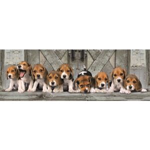 Clementoni 39869 Puzzle - Panoramic Beagle 1000 pcs Clementoni 39869 Puzzle - Panoramic Beagle 1000 pcs