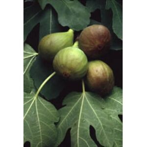 Herboplanet Ficus Carica 50ml - Digestive Support Herboplanet Ficus Carica 50ml - Digestive Support