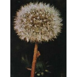 Herboplanet Tsa Taraxacum Officinalis 50 ml - Herbal Supplement - Supports Liver & Detox Herboplanet Tsa Taraxacum Officinalis 50 ml - Herbal Supplement - Supports Liver & Detox